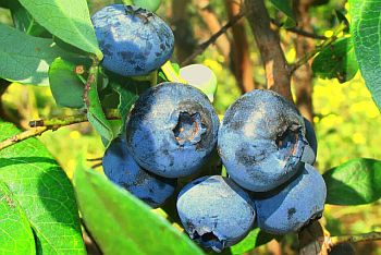 blueberries on bush