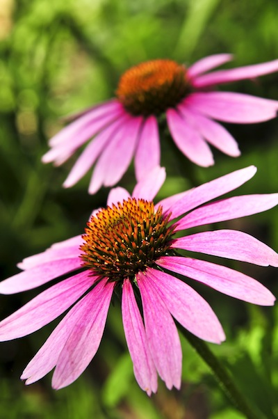 echinacea